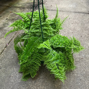 Cotton Candy Fern - Nephrolepis | Soft Fluffy Fronds
