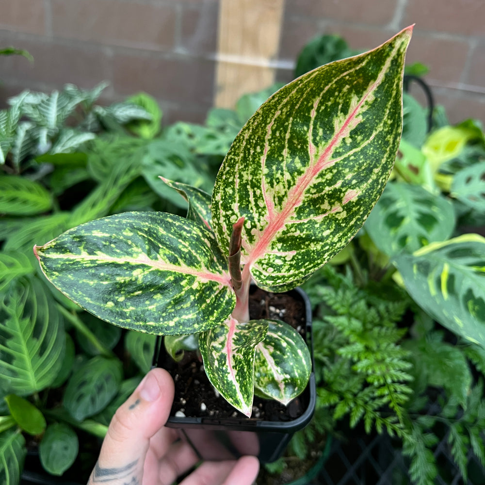 Aglaonema Legacy Chinese Evergreen with beautiful silvery green variegated foliage patterns