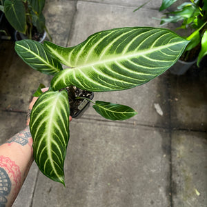Xanthosoma Lindenii large arrow-shaped leaves with white veins