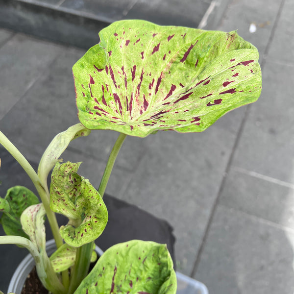 Caladium Lotus Emerald Flame | Green Angel Wings