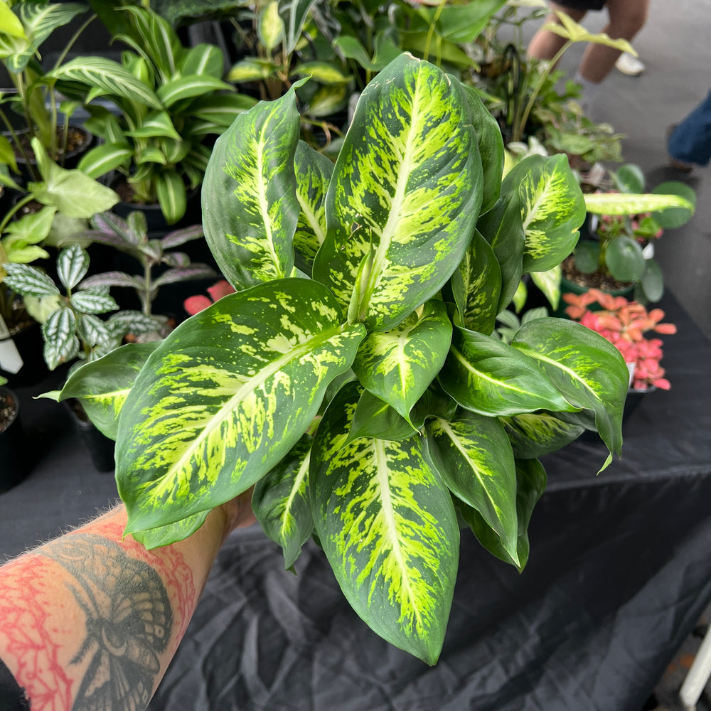 Dieffenbachia Sublime | Variegated Indoor Plant