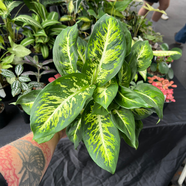 Dieffenbachia Sublime | Variegated Indoor Plant