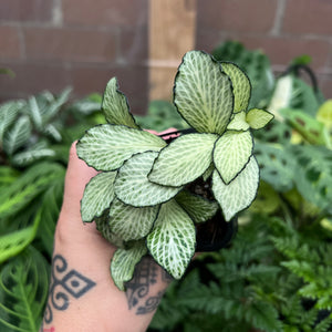 Fittonia Albivenis - Nerve Plant Collection | Houseplant'
