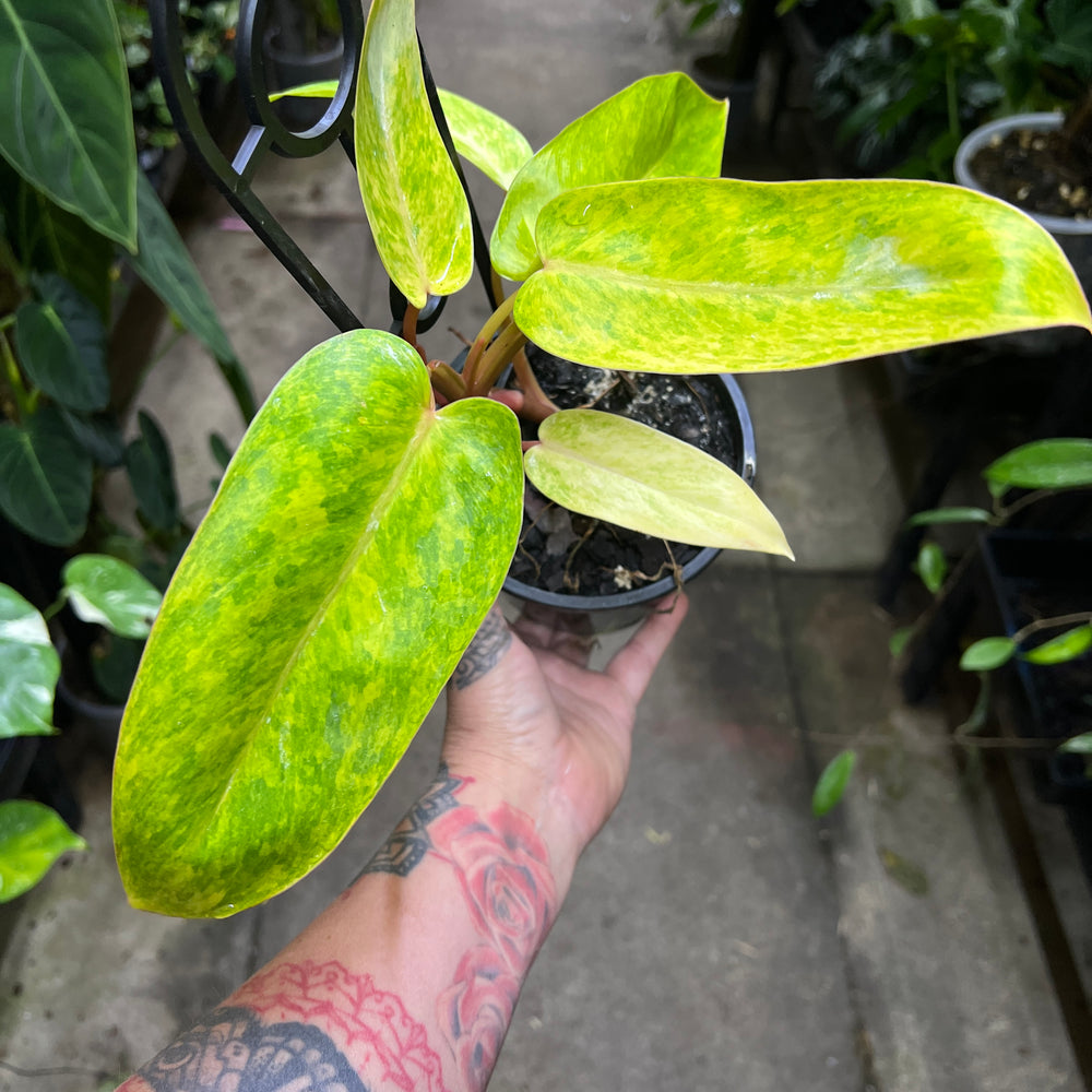 Philodendron Painted Lady chartreuse yellow mottled leaves pink stems