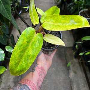 Philodendron Painted Lady chartreuse yellow mottled leaves pink stems