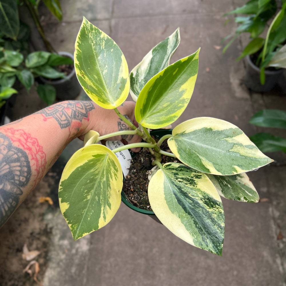 Variegated Peperomia Xiang Cao | World First | Ultra Rare