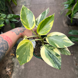 Variegated Peperomia Xiang Cao | World First | Ultra Rare