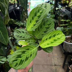Maranta Lemon Lime Prayer Plant showing vibrant lime green bright foliage in nursery pot