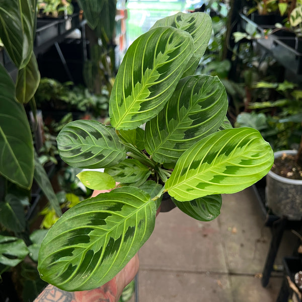 Maranta Lemon Lime Prayer Plant showing vibrant lime green bright foliage in nursery pot