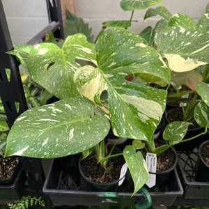 Close up of Monstera Thai Constellation fenestrated leaf showing stable cream variegation detail