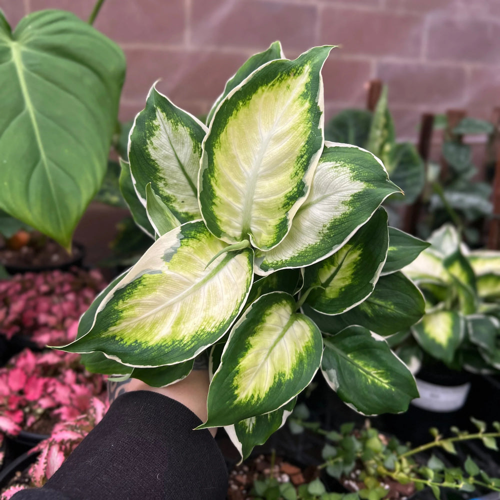Dieffenbachia Cool Beauty showing white-edged variegated leaves with creamy centres
