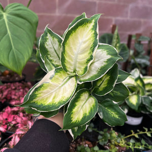 Dieffenbachia Cool Beauty showing white-edged variegated leaves with creamy centres
