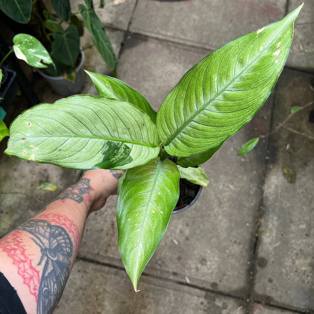 Dieffenbachia Snow variegated dumb cane with bold white and cream splashed leaves in nursery pot