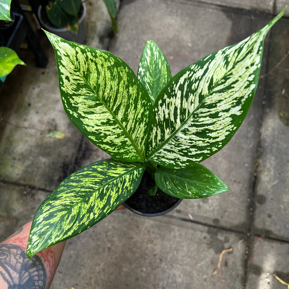 Dieffenbachia White Blizzard with heavy white variegation covering 60-80% of thick glossy leaves in nursery pot