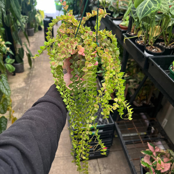Dischidia Million Hearts trailing vine with cascading tiny heart-shaped succulent leaves in hanging display