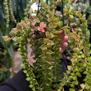 Close-up of Dischidia Million Hearts showing perfect tiny heart-shaped leaves and succulent texture detail