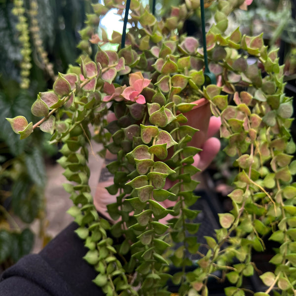 Close-up of Dischidia Million Hearts showing perfect tiny heart-shaped leaves and succulent texture detail
