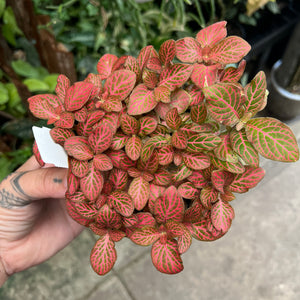 Fittonia Nerve Plant | Colourful Veined Foliage | Pet Safe