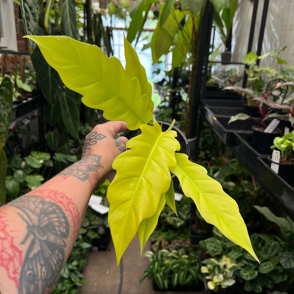 Philodendron Golden Ring of Fire | Neon Yellow Serrated Climber