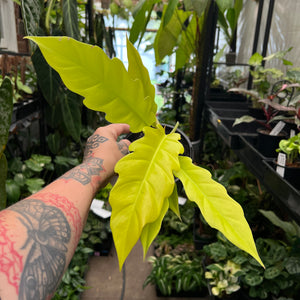 Philodendron Golden Ring of Fire | Neon Yellow Serrated Climber
