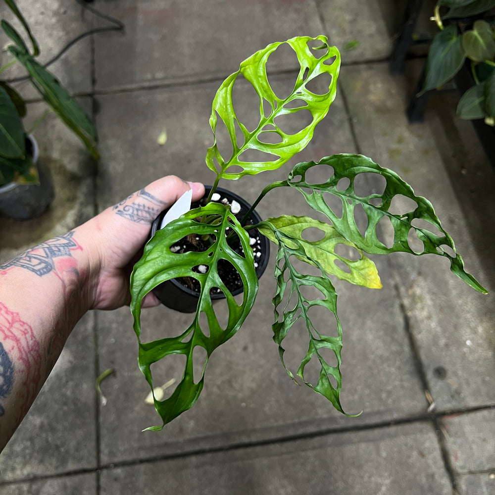 Monstera Obliqua Peru rare plant with paper thin leaves showing extreme fenestrations