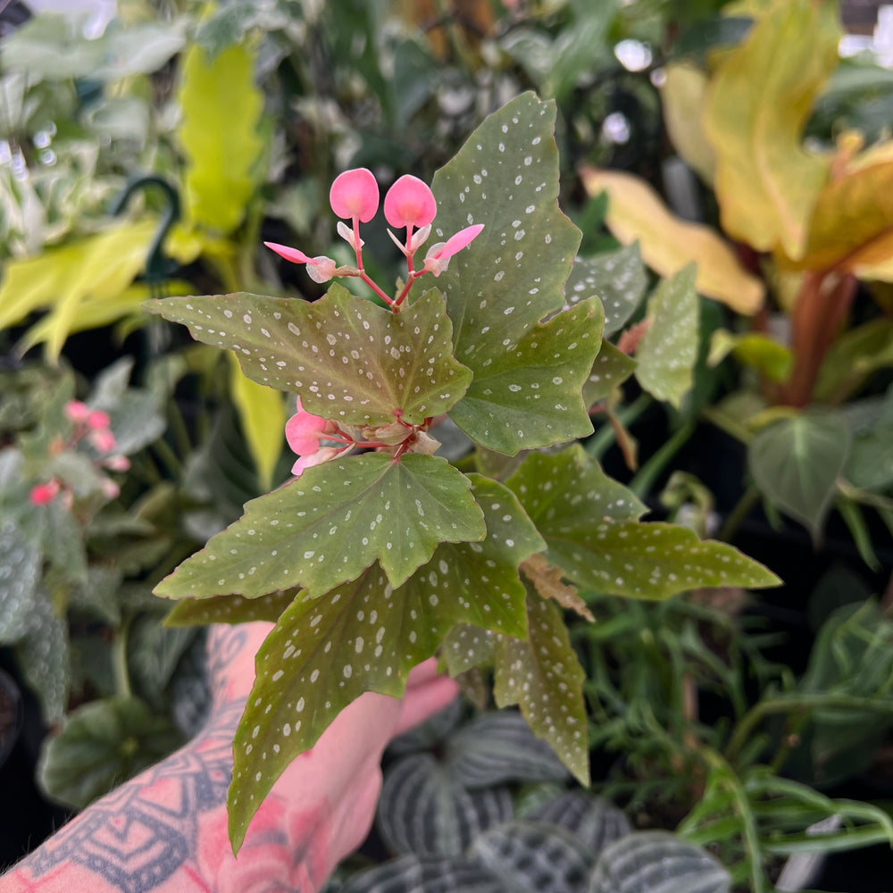 Begonia Medora spotted cane begonia with silver spots on dark green leaves in pot