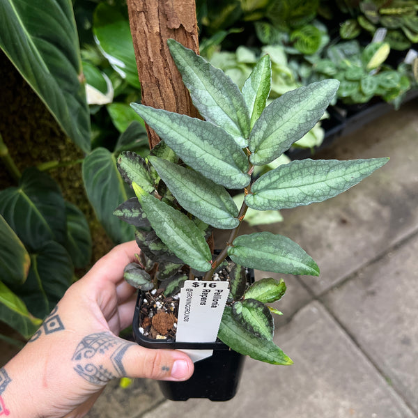 Pellionia repens watermelon patterned leaves grey green dark margins