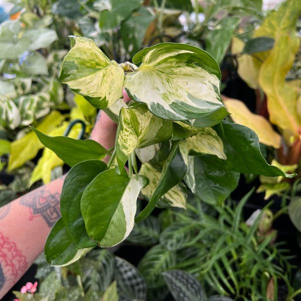 Epipremnum Manjula showing spectacular green cream silver and white marbled variegation with wavy leaf edges