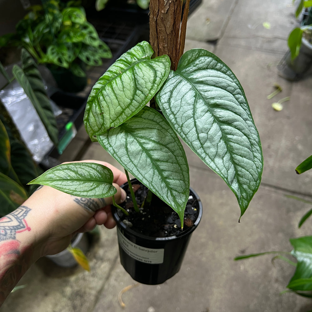 Monstera Siltepecana El Salvador with large silver splashed leaves and dark green veins