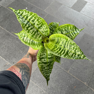 Dracaena Goldieana | Zebra Striped Rare Collector Plant