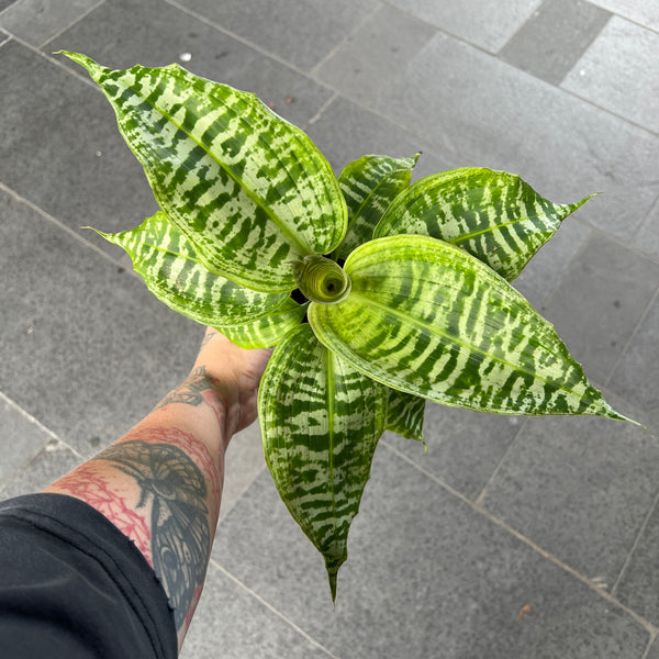 Dracaena Goldieana | Zebra Striped Rare Collector Plant