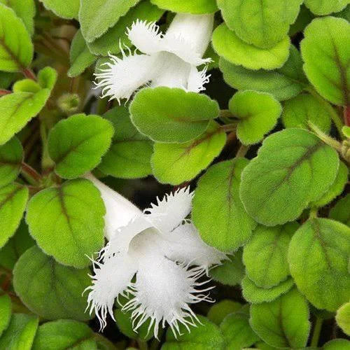 Episcia dianthiflora Lace Flower Vine with white fringed trumpet flowers and fuzzy green leaves