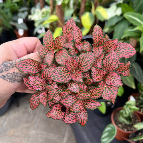 Fittonia Albivenis - Nerve Plant Collection | Houseplant'