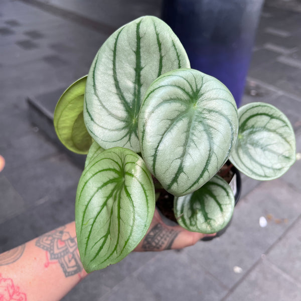 Super Silver Watermelon Peperomia