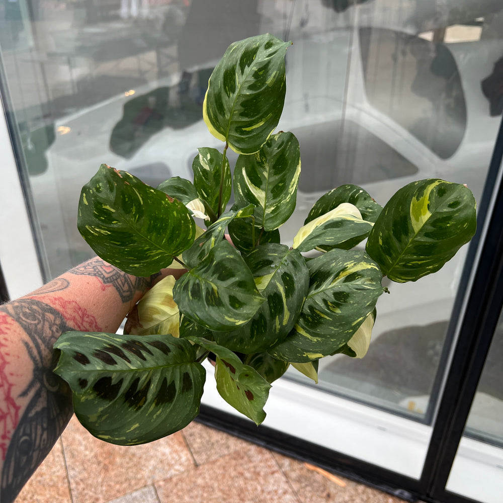 Maranta Leuconeura Variegata showing stunning cream white variegated prayer plant leaves in nursery pot