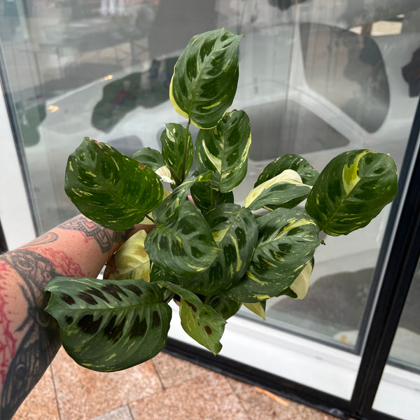 Maranta Leuconeura Variegata showing stunning cream white variegated prayer plant leaves in nursery pot