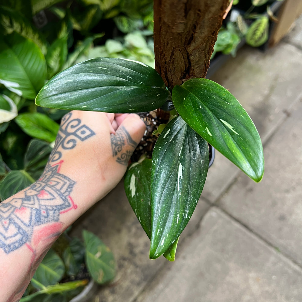 Monstera Standleyana Variegata with white and yellow variegated lance-shaped leaves showing spectacular white patterns in nursery pot