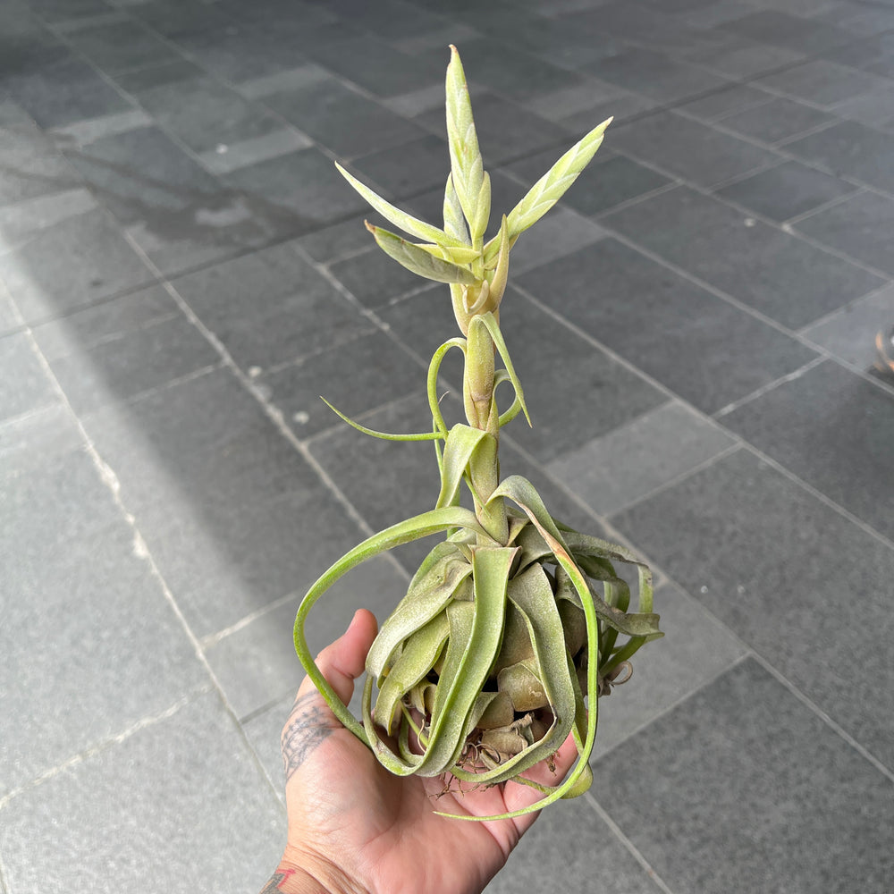 Tillandsia Streptophylla - Shirley Temple Air Plant | Houseplant
