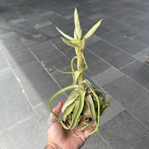 Tillandsia Streptophylla - Shirley Temple Air Plant | Houseplant