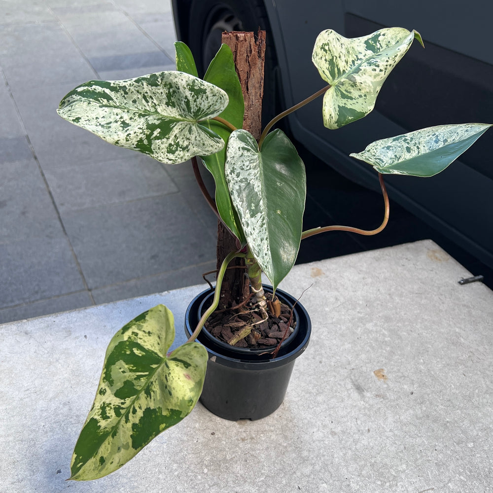 Philodendron Ilsemanii Variegated