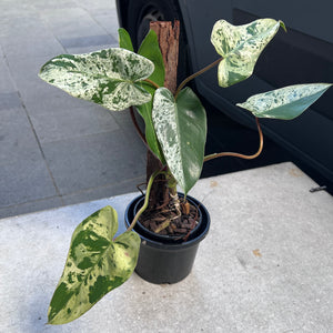 Philodendron Ilsemanii Variegated