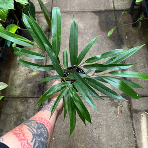 Ficus maclellandii Alii Banana Leaf Fig with long slender willow-like leaves indoor tree Australia