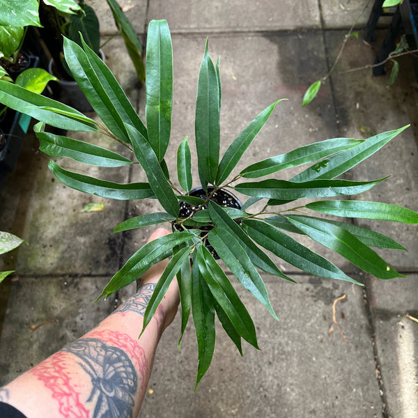 Ficus maclellandii Alii Banana Leaf Fig with long slender willow-like leaves indoor tree Australia