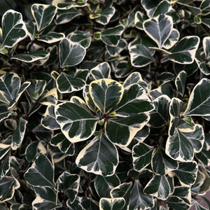 Close-up Ficus Triangularis Albo leaf showing dramatic white variegation patterns on distinctive triangular foliage