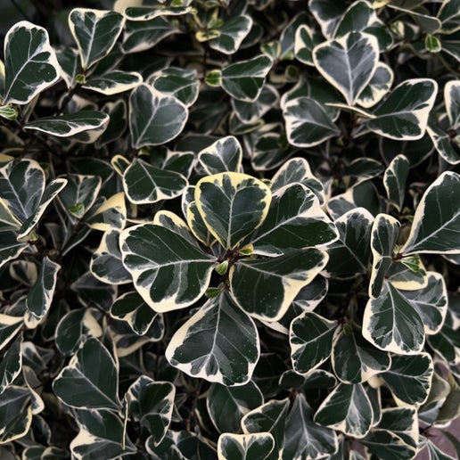 Close-up Ficus Triangularis Albo leaf showing dramatic white variegation patterns on distinctive triangular foliage