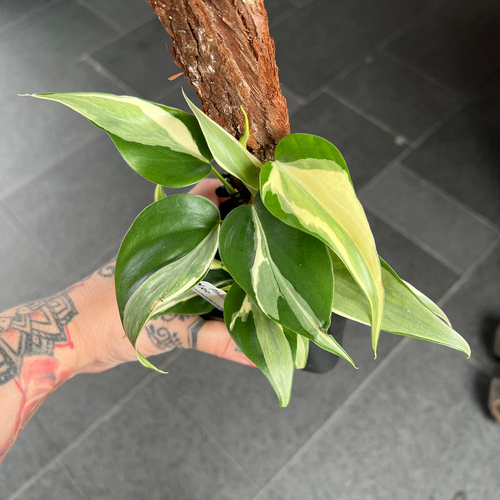 Philodendron Rio | Cream Variegated Heartleaf