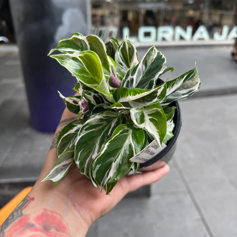 Calathea White Fusion