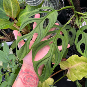 Monstera Esqueleto Narrow Form