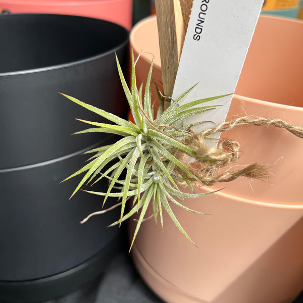 Tillandsia Ionantha | Blushing Sky Plant | Easy Air Plant