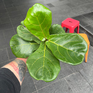 Ficus Lyrata Fiddle Leaf Fig | Statement Indoor Plant